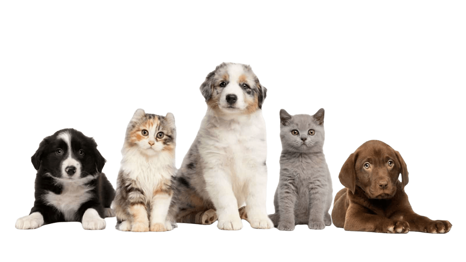Image containing German Shepherd, Labrador Retriever and Cats