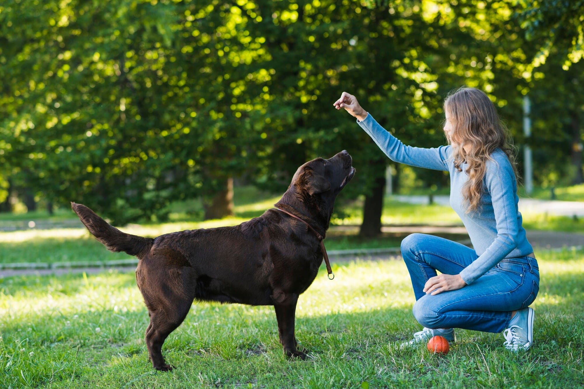 Professional dog training service near me
