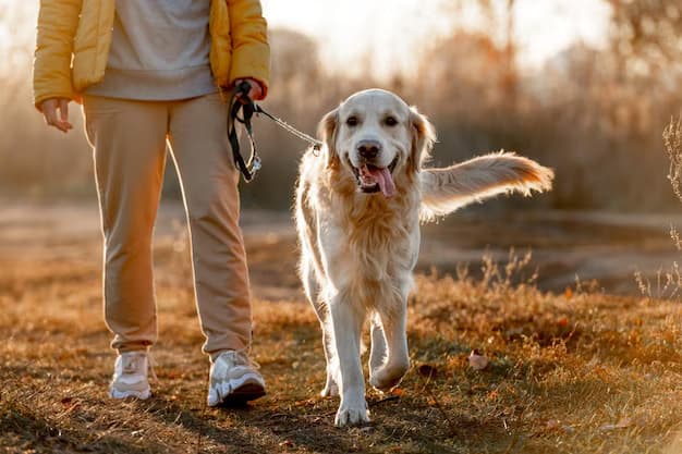 Happy and healthy dog out for a walk with parent