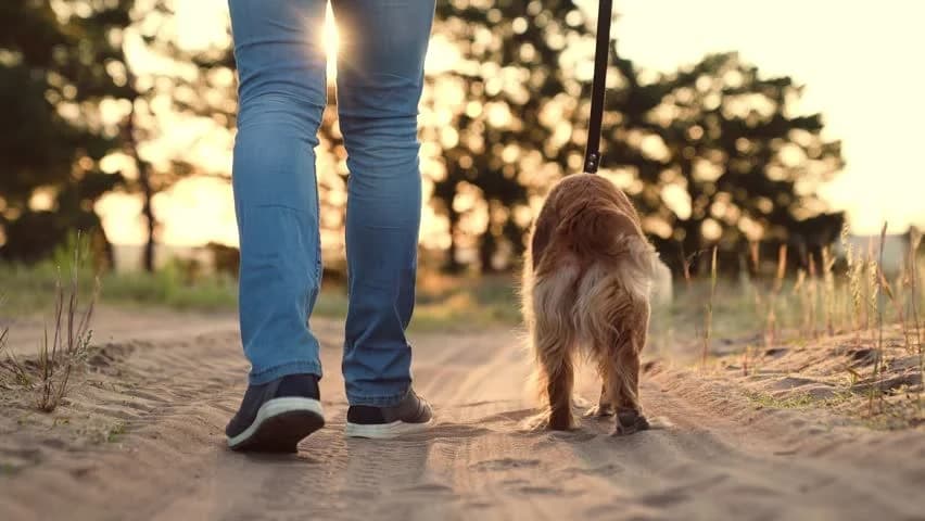Dog enjoying a fun walk with parent