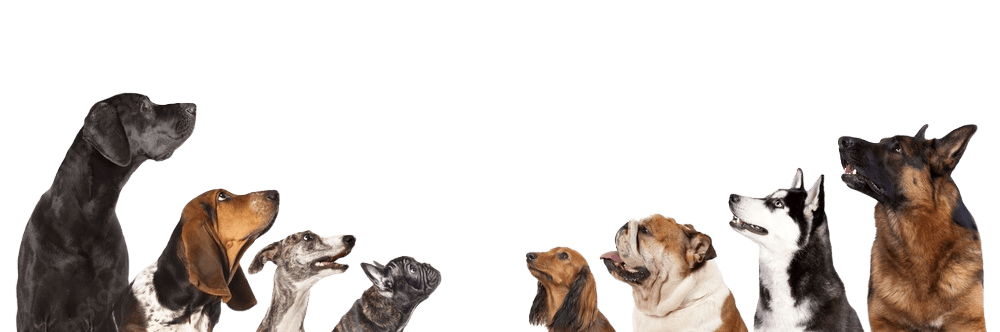 Pet dogs looking at yummy lunch  prescribed by nutritionist