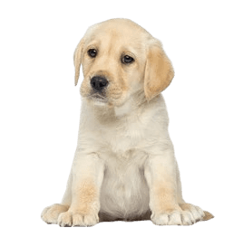 Find a pet nutritionist near me in Bangalore