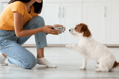 Pet parent serving food the pet cat