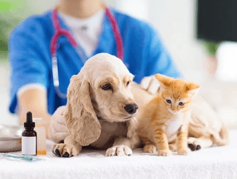 Dog and cat on the vet table